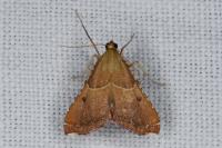 Endotricha flammealis
