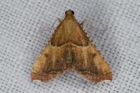 Endotricha flammealis