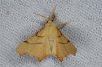 Ennomos erosaria