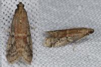 Ephestia woodiella/parasitella/elutella