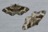 Epirrhoe alternata