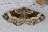 Epirrhoe alternata