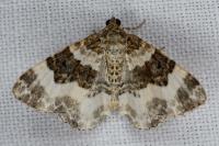 Epirrhoe rivata