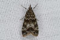 Eudonia mercurella