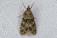 Eudonia mercurella
