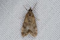 Eudonia mercurella