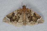 Eulithis prunata