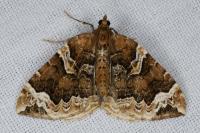 Eulithis prunata