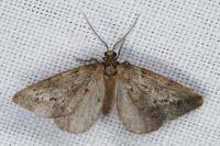 Eumannia oranaria