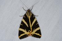 Euplagia quadripunctaria