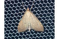 Anania terrealis