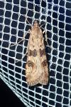 Nomophila noctuella