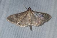 Patania ruralis