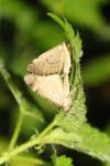 Patania ruralis