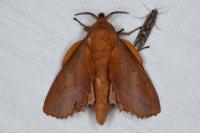 Gastropacha quercifolia