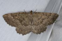 Gnophos furvata