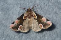 Thyatira batis
