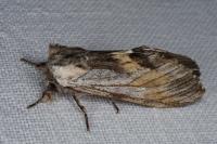 Harpyia milhauseri