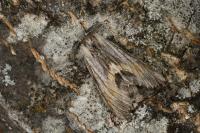 Harpyia milhauseri