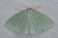 Hemistola chrysoprasaria