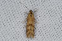 Homoeosoma sinuella
