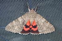 Catocala nupta