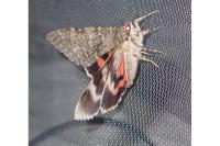 Catocala nupta