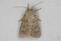 Hoplodrina respersa