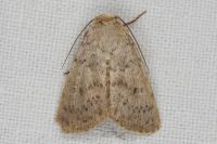 Hoplodrina respersa