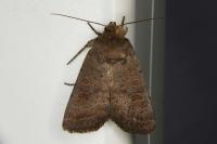 Hoplodrina