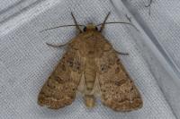 Hoplodrina