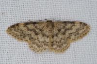 Idaea alyssumata
