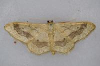 Idaea aversata