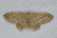 Idaea aversata