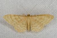 Idaea dilutaria