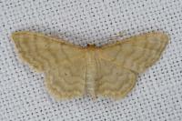 Idaea dilutaria