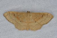 Idaea rubraria