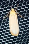 Katha depressa
