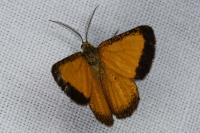Isturgia limbaria limbaria