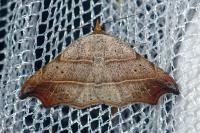 Laspeyria flexula