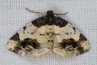 Ligdia adustata