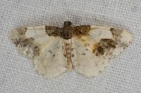 Ligdia adustata
