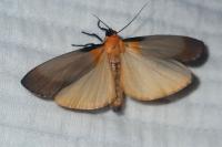 Lithosia quadra