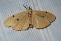 Lithosia quadra