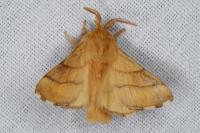 Malacosoma neustria