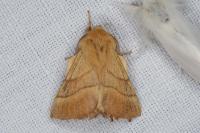 Malacosoma neustria