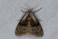 Meganola togatulalis