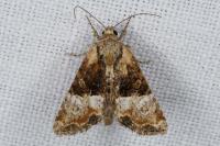 Mesoligia furuncula