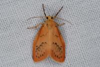 Miltochrista miniata