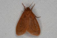 Ocneria rubea